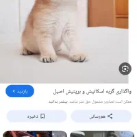 سرپرستی گربه یک سگ قبول میشود