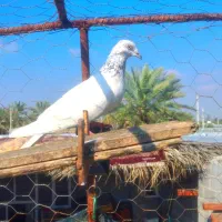 کبوتر هم پرشی|پرنده|میناب, |دیوار