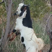 دو عددبیگ یک عدد،،ماده،هیچ نزاییده قصر|حیوانات مزرعه|شوش, |دیوار