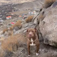 سگ پیتبول ماده