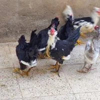 مرع و خروس گلین|حیوانات مزرعه|تهران, هاشم‌آباد|دیوار