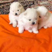 توله روباهی