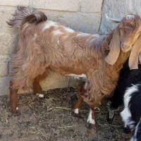 پاچن دورگ|حیوانات مزرعه|سراوان, |دیوار