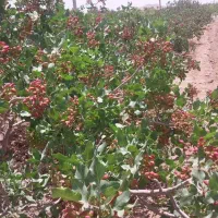 کود حیوانی گاوی خالص|خدمات باغبانی و درختکاری|زید آباد, |دیوار