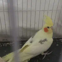 عروس هلندی|پرنده|شاهرود, |دیوار