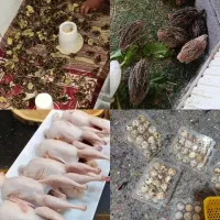 بلدرچین بالغ و گوشتی با وزن بالا