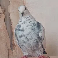 کبوتر پرشی بازی دار|پرنده|اردکان, |دیوار