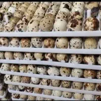 تخم نطفه دار و خوراکی بلدرچین