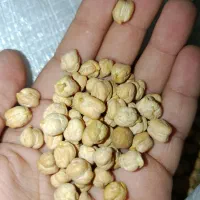 نخود کرمانشاه