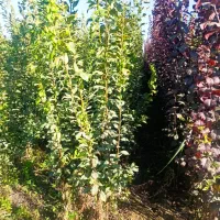 نهالهــای فروش کریـمی