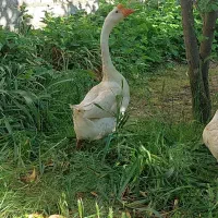 قوغاز چینی و غاز و اردک اسراییلی