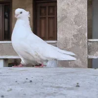 سفید تزئینی اس