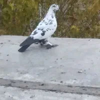 کبوتر|پرنده|مریوان, |دیوار