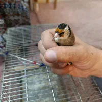 سهره نر سرسیاه|پرنده|مرودشت, فاز دوم شهرک فرهنگیان|دیوار