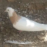 کبوتر طوق لیمو