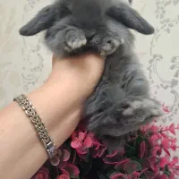 خرگوش لوپ|موش و خرگوش|اهواز, نادری|دیوار