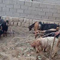 12عدد توشتیر