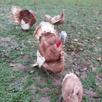 تخم نطفه دار بوقلمون قرمز بوربون|حیوانات مزرعه|رامیان, |دیوار