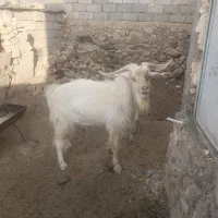 چبش سانن|حیوانات مزرعه|نهبندان, |دیوار