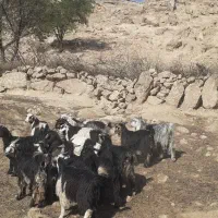 بیگ یک ساله نمونه داشتی|حیوانات مزرعه|لالی, |دیوار