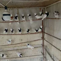 کفتر|پرنده|قم, کلهری|دیوار