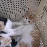 واگذاری چندعددگربه خانگی