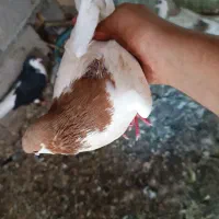 شهری|پرنده|شادگان, |دیوار