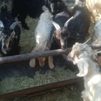 فروش 20راس کهره نر|حیوانات مزرعه|فسارود, |دیوار