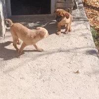 سگ فانتزی|سگ|نیاسر, |دیوار