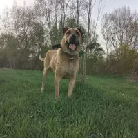 واگذاری سرابی اصیل|سگ|تهران, استاد معین|دیوار