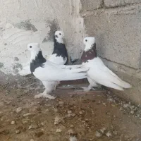کبوتر طوقی