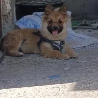 سگ اشپتز پامر