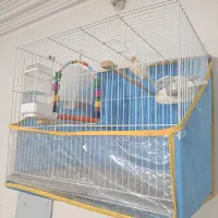 قناری موزائیکی نر جونه