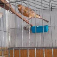 قناری نر|پرنده|رباط‌کریم, کیکاور|دیوار