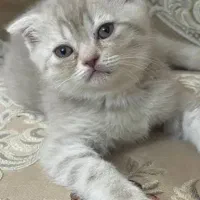 گربه اسکاتیش دو ماهه