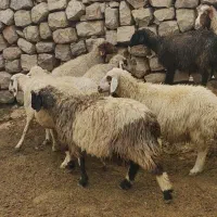 میش گوسفند|حیوانات مزرعه|اندیمشک, |دیوار