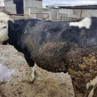 گاو سمینتال شیری آبستن جوان