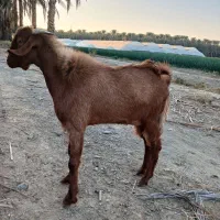 گوسفند|حیوانات مزرعه|بلوک, |دیوار