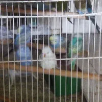 مرغ عشق وعروس هلندی