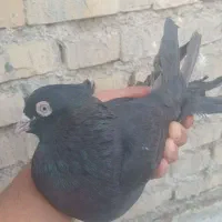 کبوتر|پرنده|سوسنگرد, |دیوار