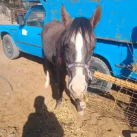 کرِ اسب نریون