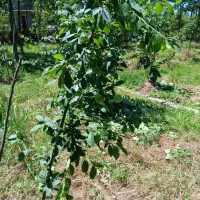 فروش سه قطعه زمین مسکونی روستای شکاکم