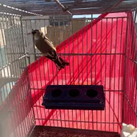 سهره ماده|پرنده|هشتگرد, شهرک بعثت|دیوار