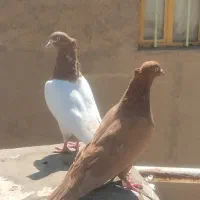 کبوتر