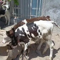 ۳عدد گوساله ماده ۱نر