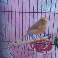 قناری ماده آماده