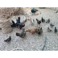 مرغ سبرایت و جوجه هاش