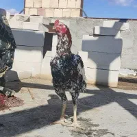 خروس لاری افغان