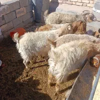 ۸  بز دو تا زاییده همه جوان دونه 6و500