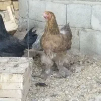 برهما درجه یک